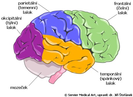 koncovy_mozek_laloky