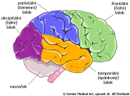 koncovy_mozek_laloky